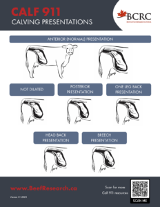 BCRC calving presentations, normal and malpresentations
