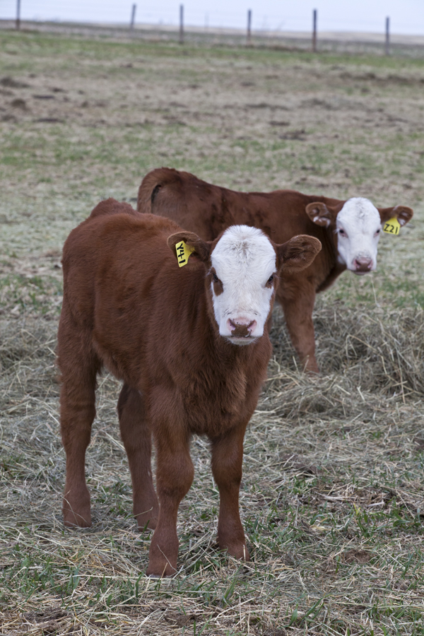 two red and white faced calves in spring