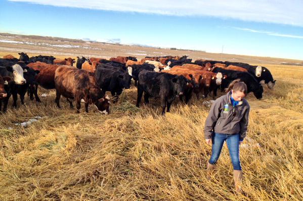 Dr. Emma McGough, Beef Researcher Mentorship Program