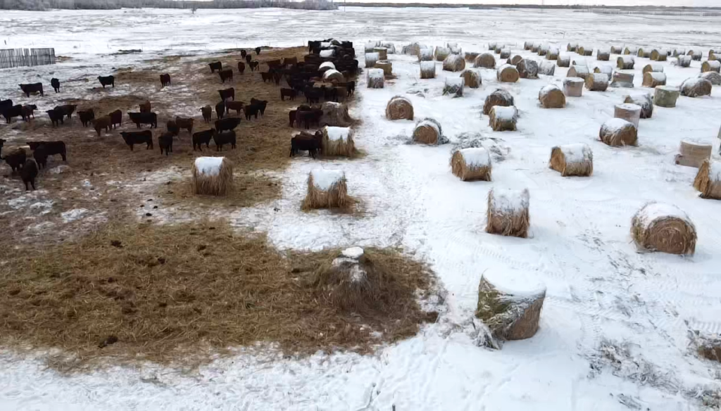 bale grazing