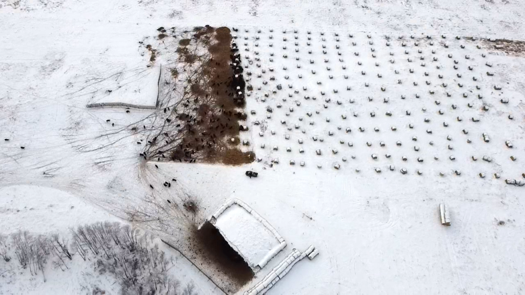 aerial view of bale grazing and feeding silage in the field at Poplarview Stock Farm