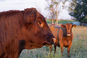 red beef bull and cow