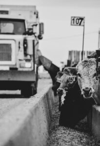 cattle are fed at a bunk in a Kolk Farms feedlot