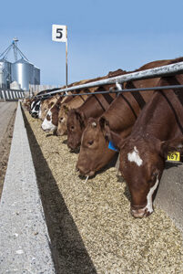 cattle feedlot eating at bunk