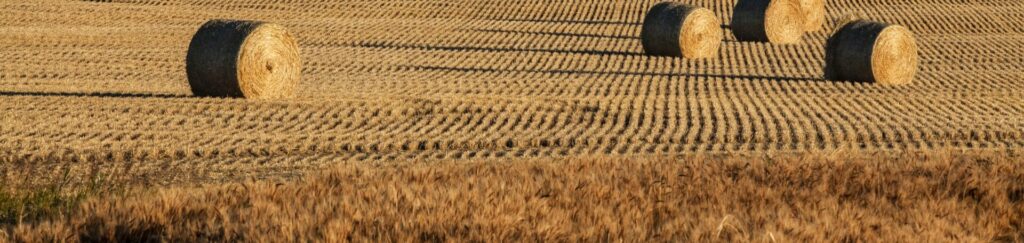 hay and barley