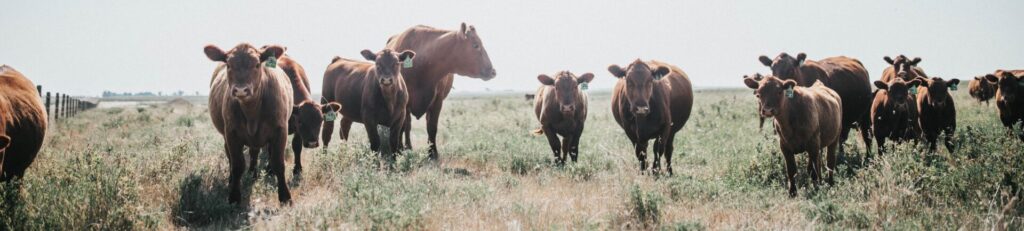 red cattle herd on pasture