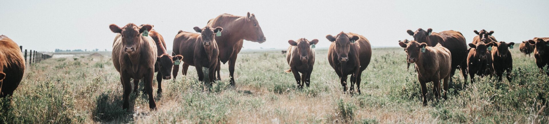 red cattle herd on pasture