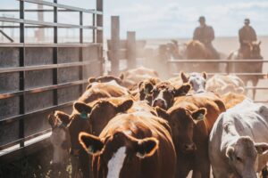 riders round up cattle in lot with horses during drought