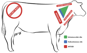 beef cattle injection safe zone