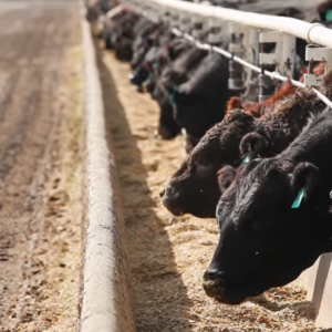 feedlot cattle at bunk