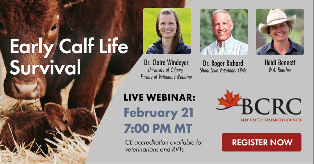 Early Calf Life Survival beef webinar