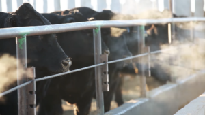 black cattle in a feedlot with steamy breath