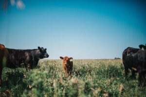 red and black cows and calves standing in green grass