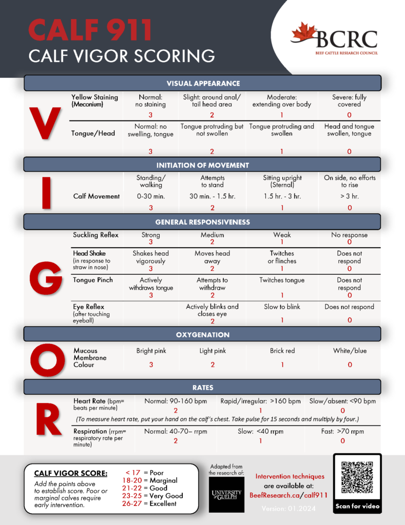 Calf 911 - calf vigor scoring