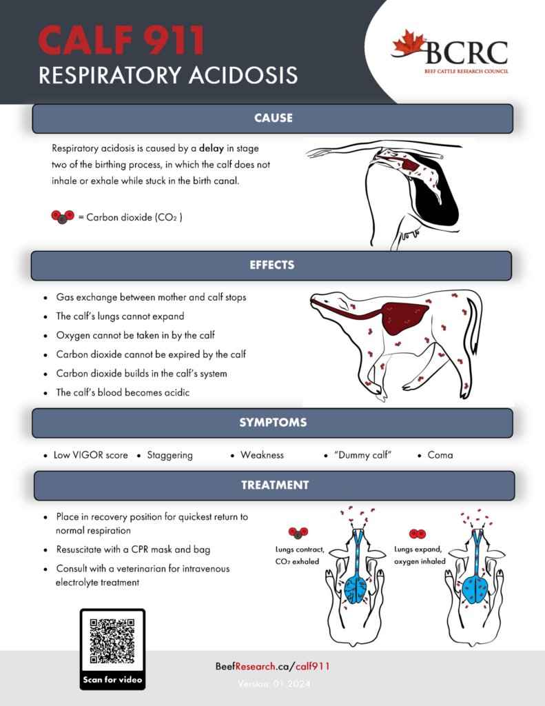 Calf 911 respiratory acidosis in newborn calves