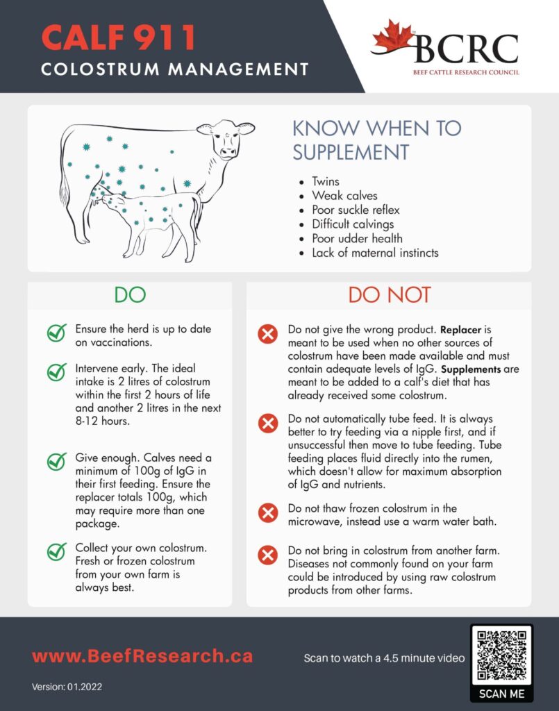 colostrum management
