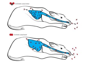 beef calf respiration process