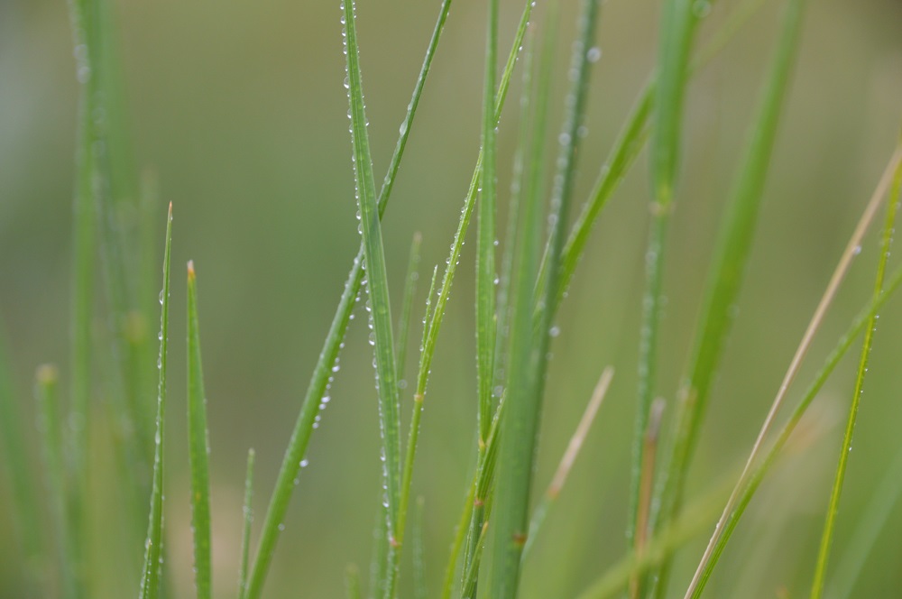 western wheatgrass