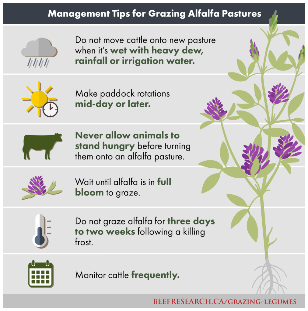 management tips for grazing alfalfa