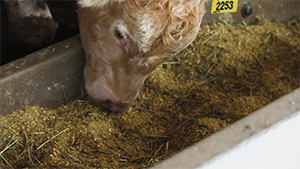 Charolais yearling eating corn from feed bunk