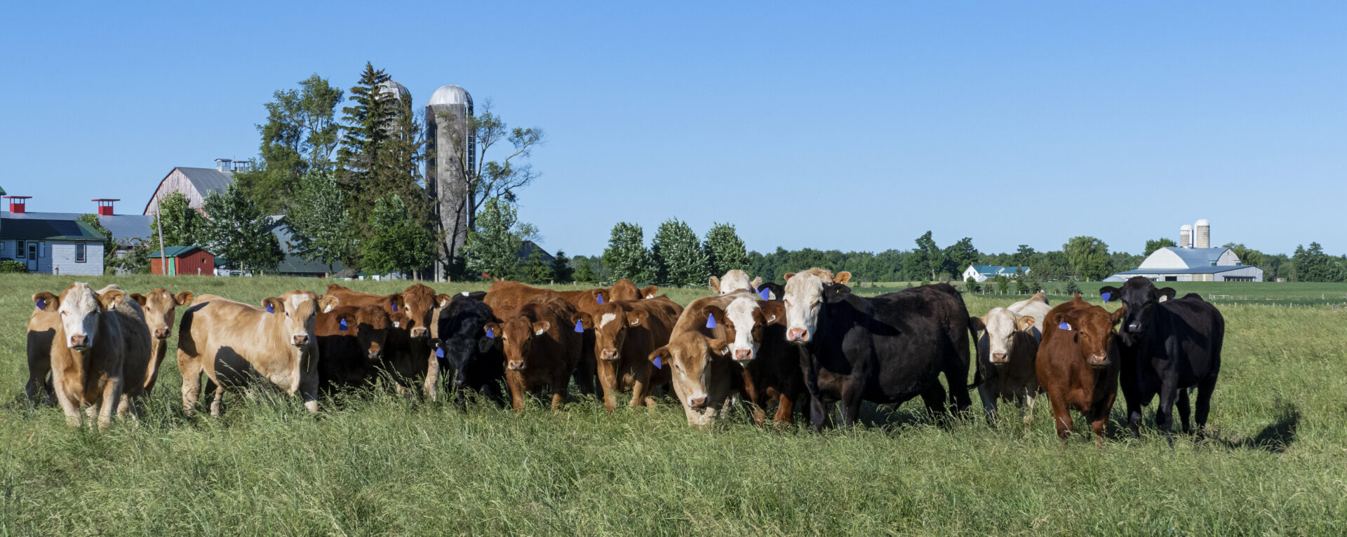 mixed steers in tall grass with barns behind