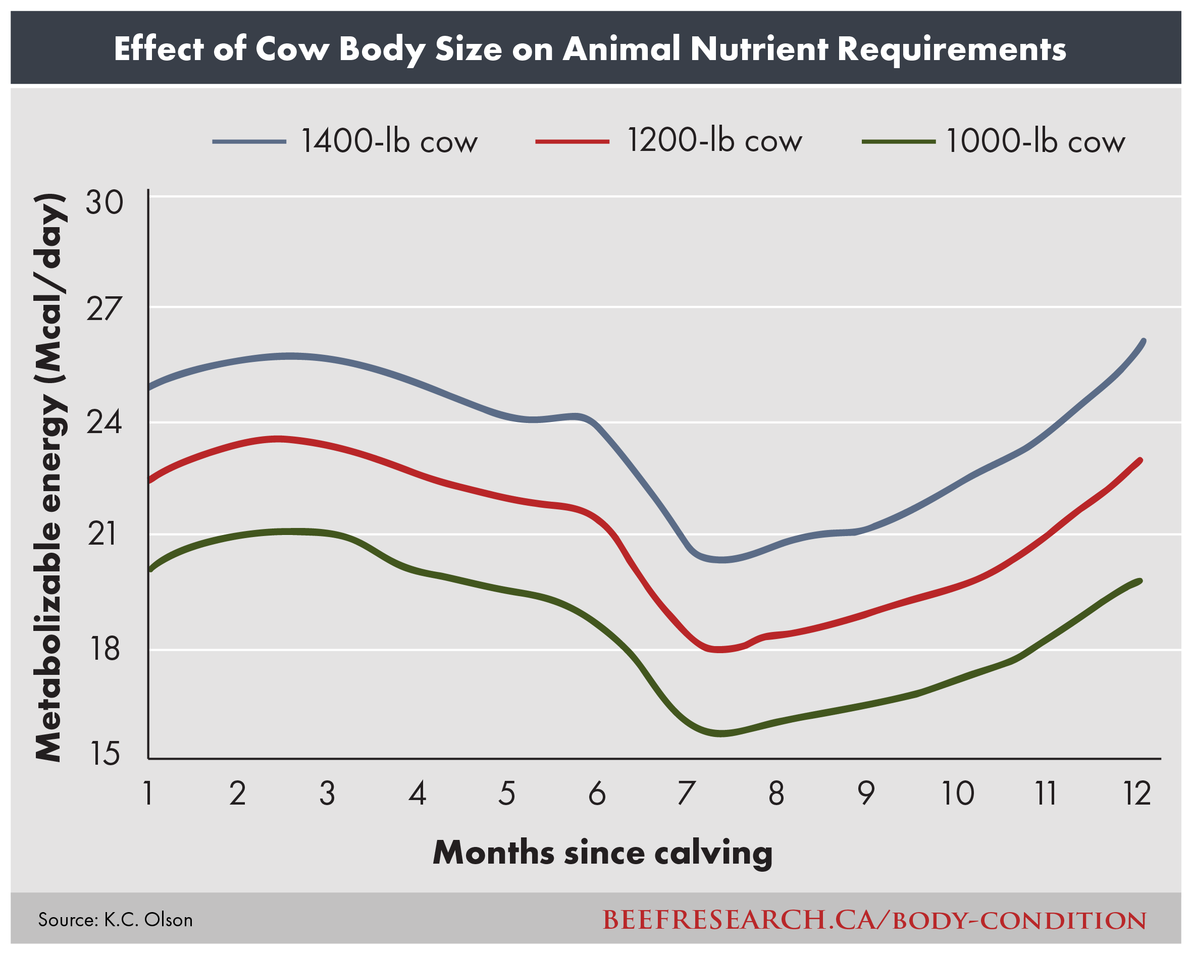 Animal Nutrient Requirements, effective of cow body size