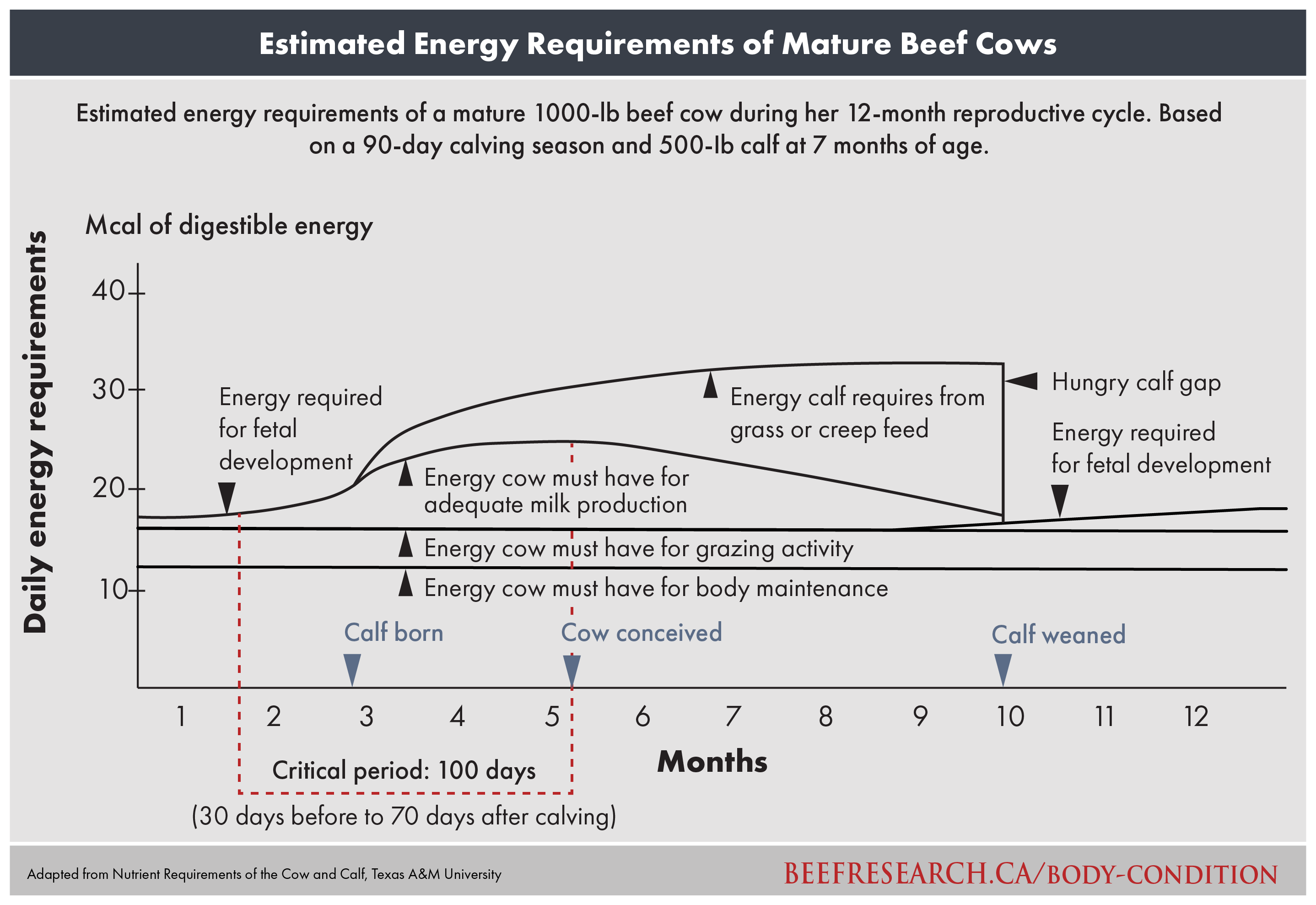 Daily Energy Requirements