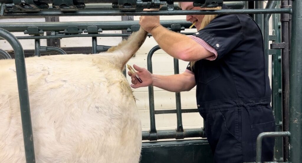 collecting a blood sample from beef cattle