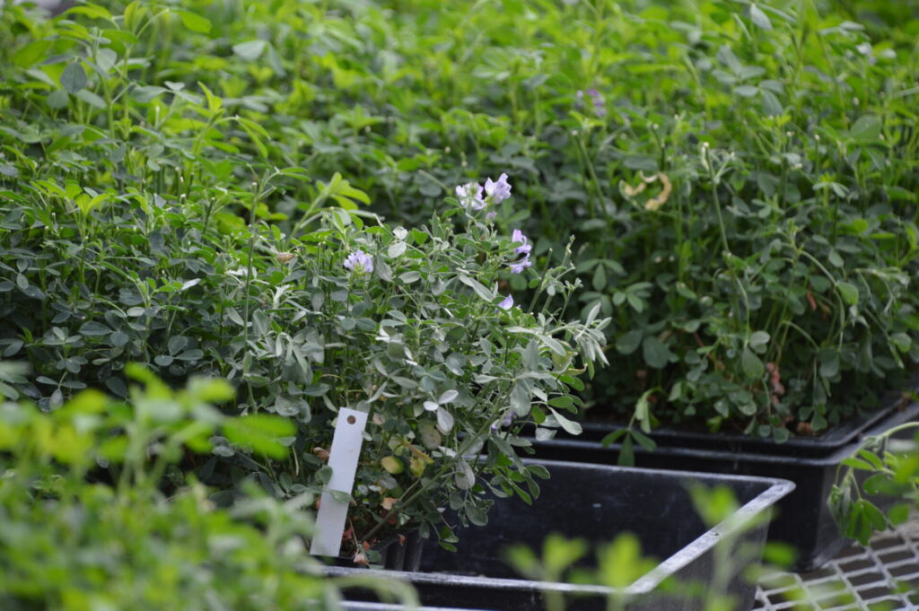 alfalfa varieties in a greenhouse trial
