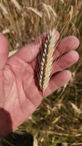 fall rye in the hand of a producer