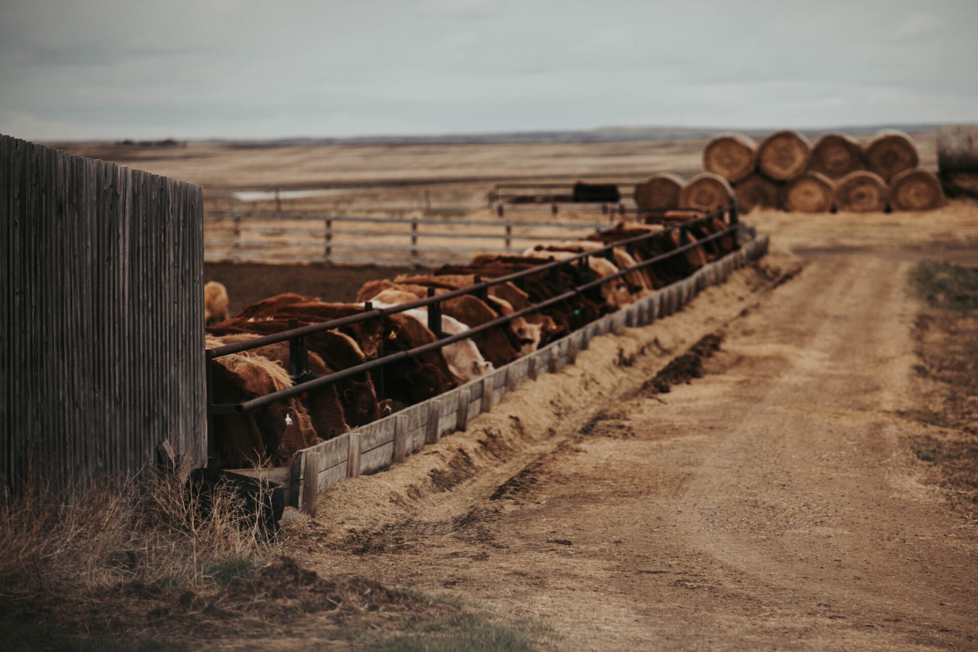 cattle eating at a feed bunk with hay in the background