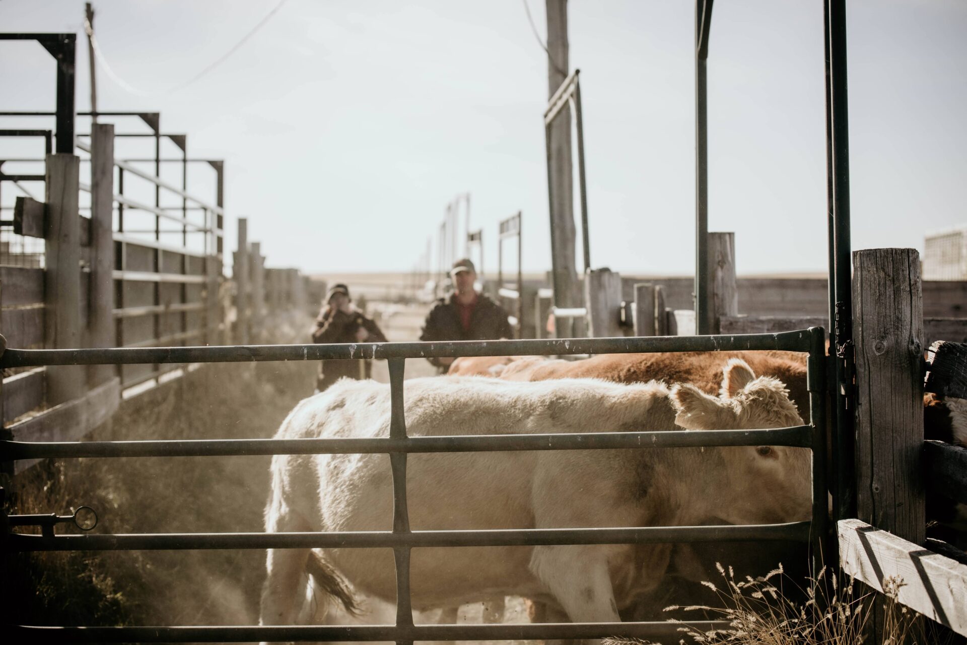 beef cattle producers working cattle in lot