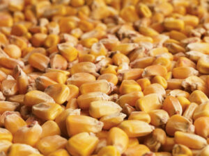 corn for beef cattle feed