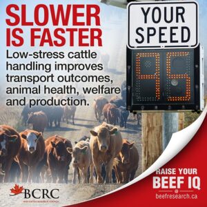 Slower is faster. Low-stress cattle handling improves transport outcomes, animal health, welfare and production