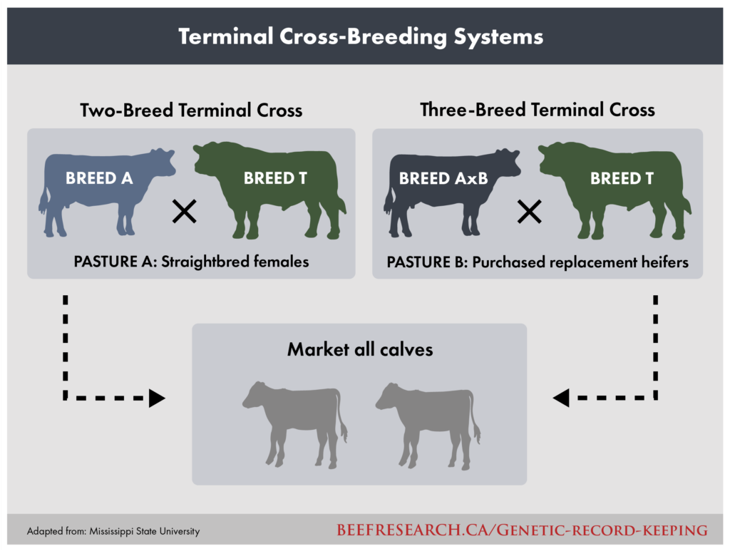 terminal cross breeding for beef cattle
