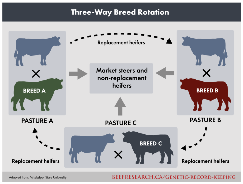 three-way crossbreeding of beef cattle