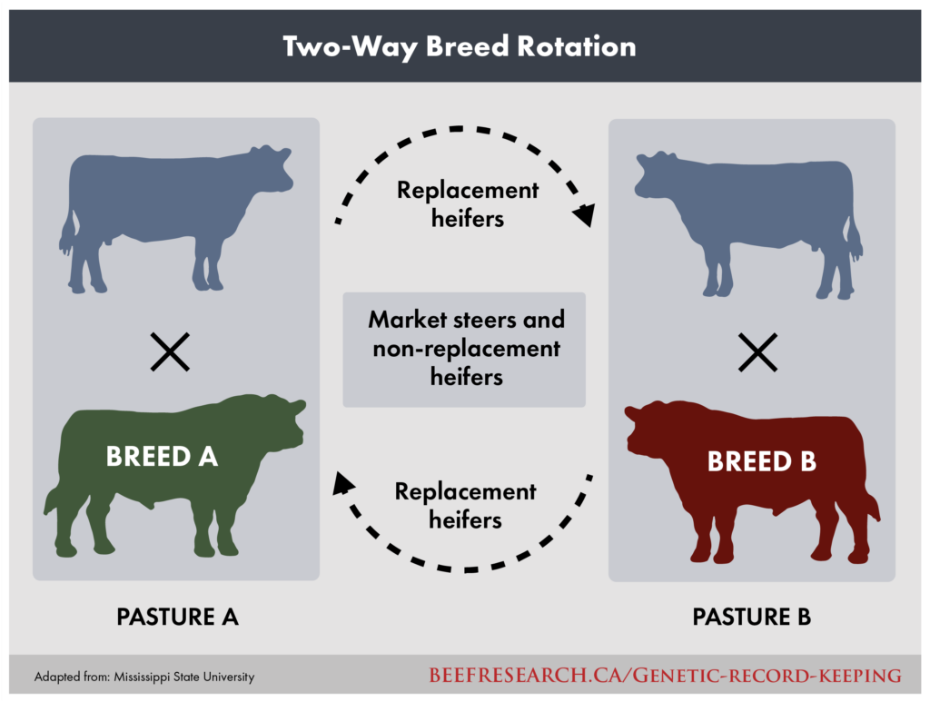 two-way breed rotation for beef cattle